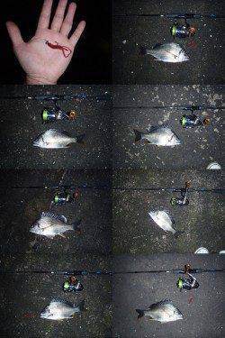 大阪南港　一週間ぶりのチニング釣行は二桁釣果