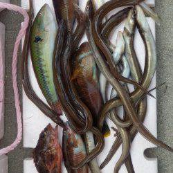 仮屋にて夜の投げ釣りでアナゴ、日中のキス狙いはベラメインでした