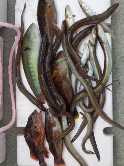 仮屋にて夜の投げ釣りでアナゴ、日中のキス狙…