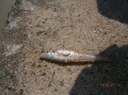 中津周辺でのキス釣り〜チョイ投げで連続ヒット