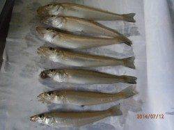 中津周辺でのキス釣り〜チョイ投げで連続ヒット