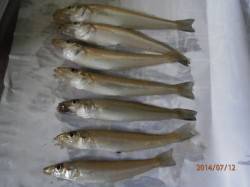 中津周辺でのキス釣り〜チョイ投げで連続ヒッ…