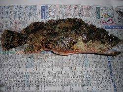 天橋立にて早朝短時間の根魚狙い、サイトでマダコの釣果も