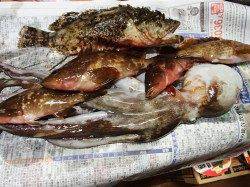 天橋立にて早朝短時間の根魚狙い、サイトでマダコの釣果も