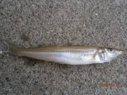 中津でちょい投げ　7目釣り達成？