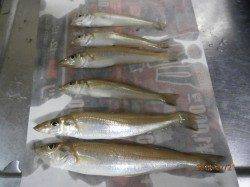 中津でちょい投げ　7目釣り達成？