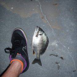 舞洲でのチニング、今宵は渋めでしたがなんとか２枚ゲット♪