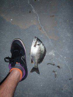 舞洲でのチニング、今宵は渋めでしたがなんとか２枚ゲット♪