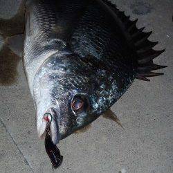 舞洲でのチニング、今宵は渋めでしたがなんとか２枚ゲット♪