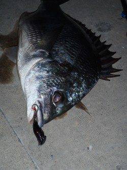 舞洲でのチニング、今宵は渋めでしたがなんとか２枚ゲット♪