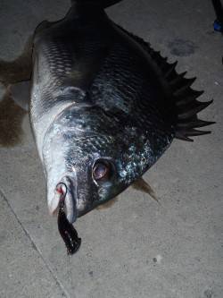 舞洲でのチニング、今宵は渋めでしたがなんと…