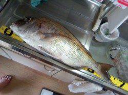 栖原の地磯　ショアジギングでマダイ69.5cm！