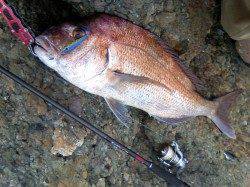 栖原の地磯　ショアジギングでマダイ69.5cm！