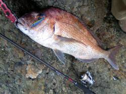 栖原の地磯　ショアジギングでマダイ69.5…