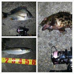 淀川河口周辺チニング〜キビレの活性が高かったです！