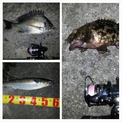 淀川河口周辺チニング〜キビレの活性が高かったです！