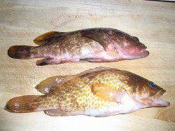 天橋立周辺にてマイクロワインドで根魚狙い