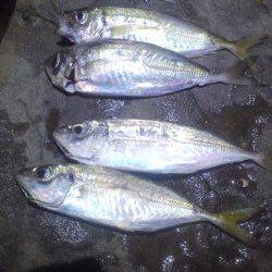 小島・谷川周辺の海岸をキャロ遠投アジングで廻りました