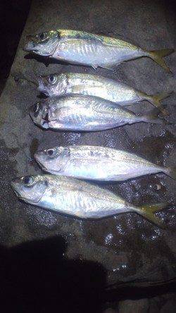 小島・谷川周辺の海岸をキャロ遠投アジングで廻りました