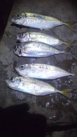 小島・谷川周辺の海岸をキャロ遠投アジングで…