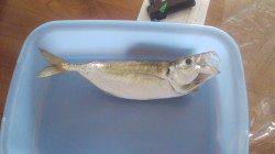 谷川漁港近辺でのアジング釣果