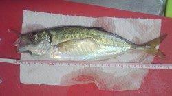 谷川漁港近辺でのアジング釣果