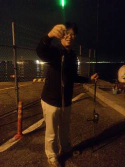 兵庫突堤　穴子メインでタチウオも狙う