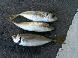 谷川・小島周辺の海岸を遠投ランガンアジング…