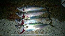 サバ仕舞いするため大潮にいざアジュールワンド東沖向きへ！