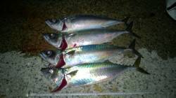 サバ仕舞いするため大潮にいざアジュールワン…