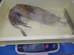 芳養堤防カタクチ・ウルメイワシ〜2時間で10Ｌクーラー満タン！！