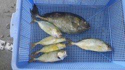 新芳養堤防でフカセ釣り　アイゴに青物