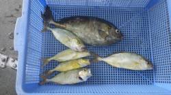 新芳養堤防でフカセ釣り　アイゴに青物