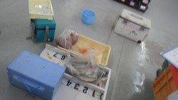 イサキ32～38cm54匹！！富田のイサギを制覇☆