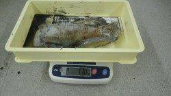 太地町にてエギング　アオリイカ～1100g計8杯！