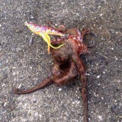 泉佐野でオクトパッシング★　ルアーを動かした方がサイズアップ！？