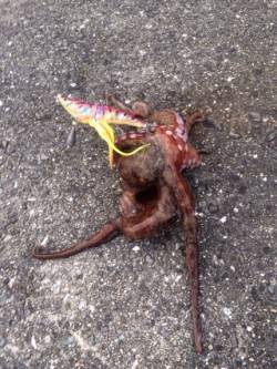 泉佐野でオクトパッシング★　ルアーを動かし…