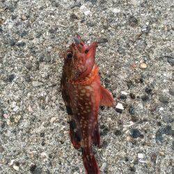 洲本周辺ソフトルアー&ショアジギング〜ベイト多く期待しましたが・・・