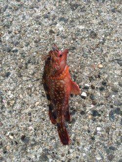 洲本周辺ソフトルアー&ショアジギング〜ベイト多く期待しましたが・・・