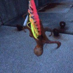 泉佐野でオクトパッシング★　ルアーを動かした方がサイズアップ！？