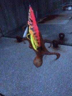 泉佐野でオクトパッシング★　ルアーを動かした方がサイズアップ！？