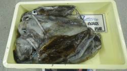 太地町にてエギング　アオリイカ～1100g…