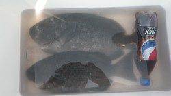 串本大島港夜釣りでイサギ・マアジ、日の出からフカセで良型グレ