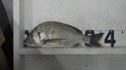 会津川口にてアジングのワームにキビレがヒット