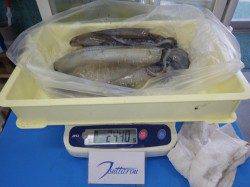 すさみのエギングでアオリイカ釣果ありました