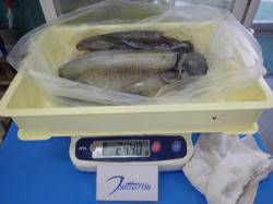 すさみのエギングでアオリイカ釣果ありました…