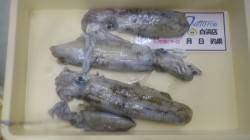 太地でヤエン釣り〜冷凍アジでアオリイカ４杯…