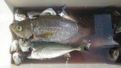 串本大島港夜釣りでイサギ・マアジ、日の出からフカセで良型グレ