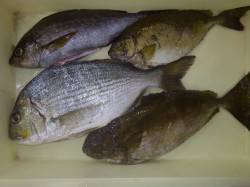 みなべ森の鼻、フカセ釣りでイサギの釣果