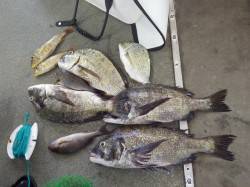 みなべ森の鼻でのフカセ釣果〜チヌ・ヘダイ・…